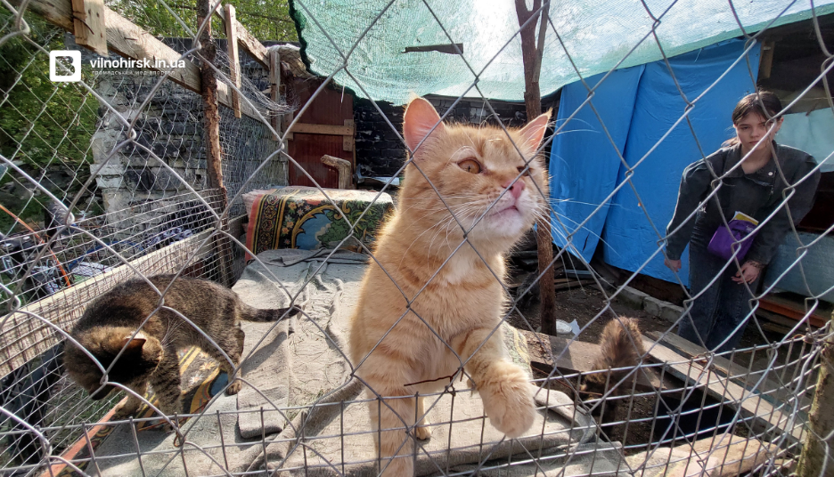 Притулок для котів