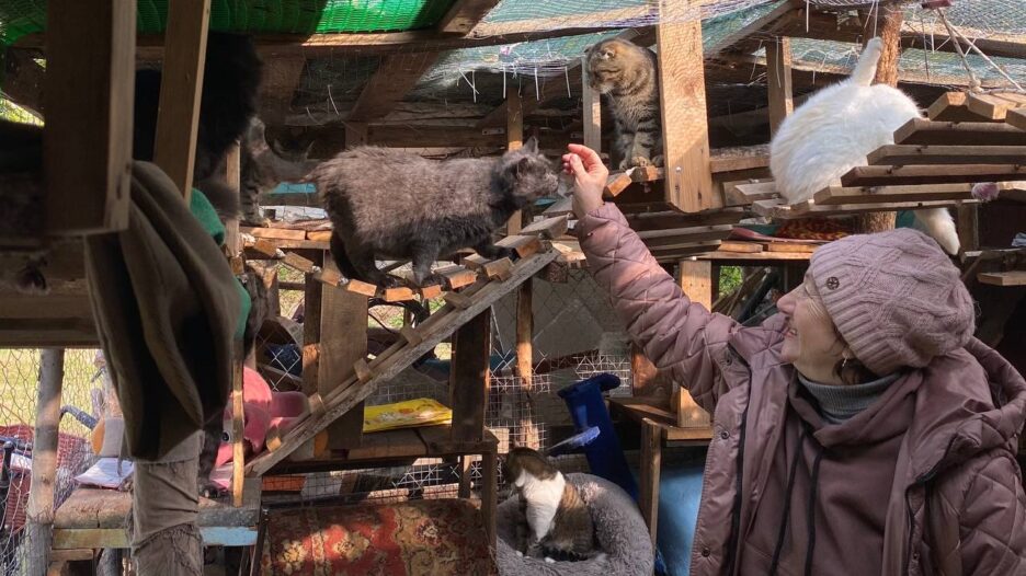 Як котячий притулок у Вільногірську готується до зими фото 1