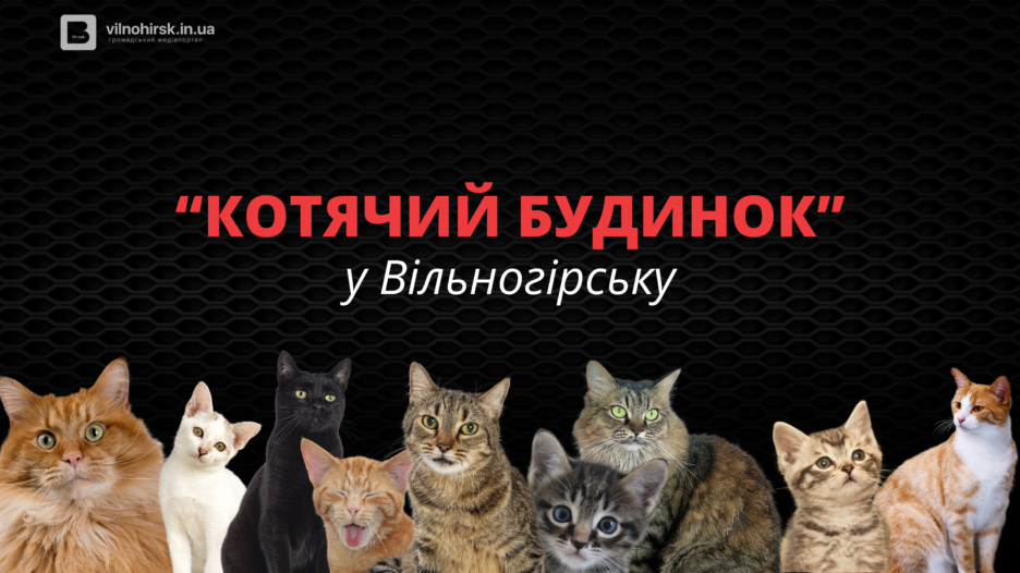 Історія «Котячого будинку»: як рятують котів від зимових холодів фото 1