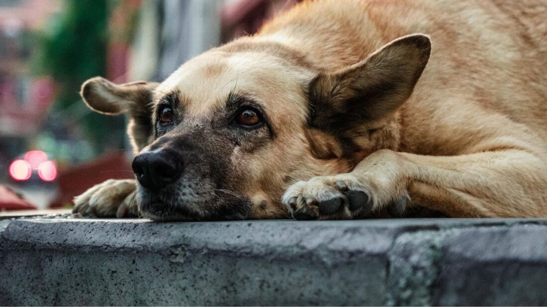 Вільногірськ фото 11