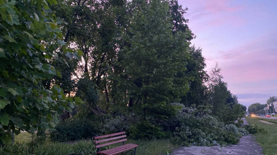 Чому не можна стояти або паркуватися під деревами у негоду фото 1