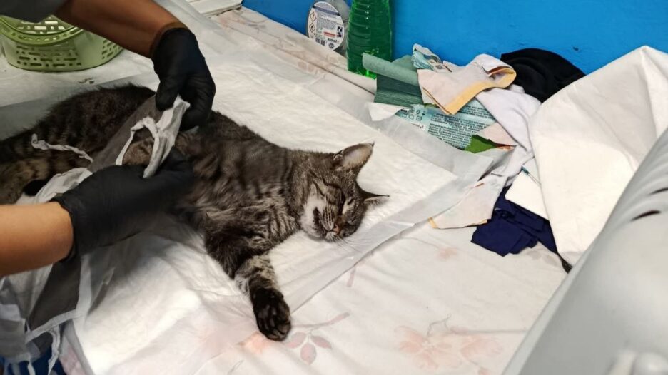 У Вільногірську відбулася остання стерилізація тварин у цьому році фото 1