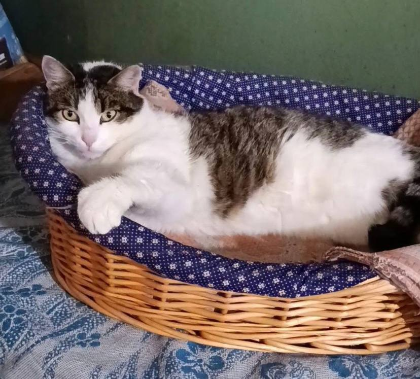 Тепло, зібране спільними зусиллями: до притулку у Вільногірську доставили дрова завдяки підтримці громади фото 3