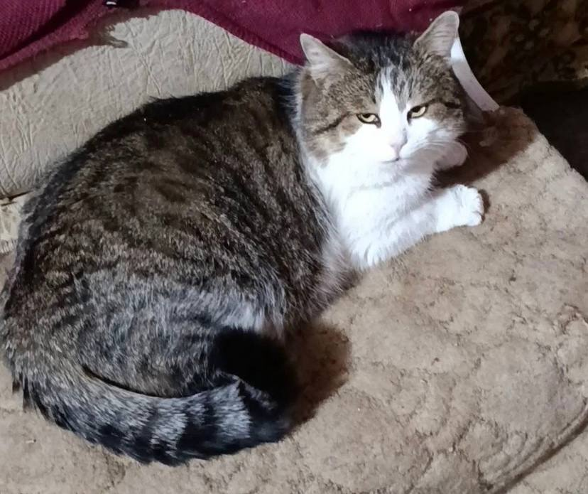 Тепло, зібране спільними зусиллями: до притулку у Вільногірську доставили дрова завдяки підтримці громади фото 4