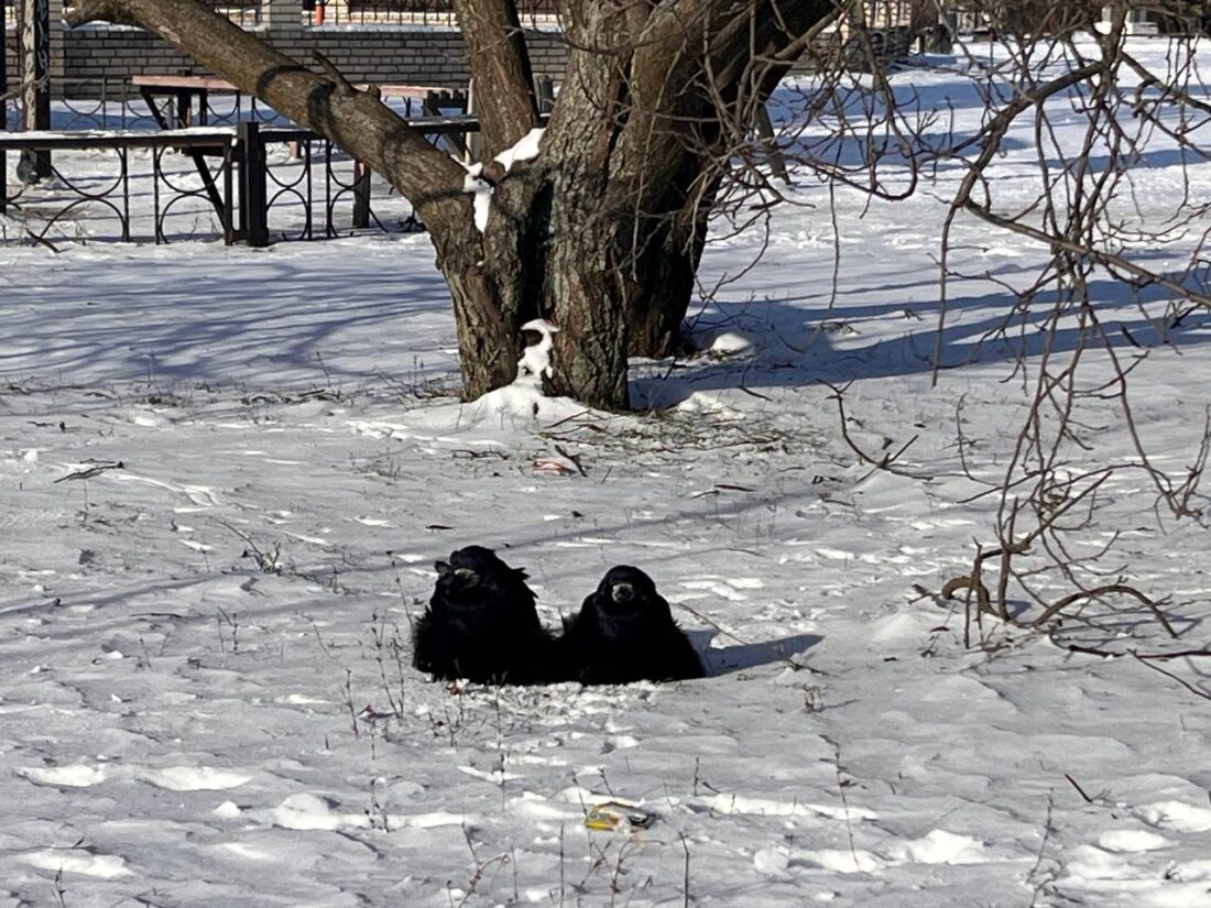 Погода у Вільногірську на 19-25 січня