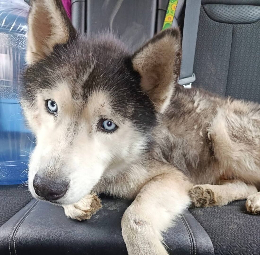 Таємниця блакитних очей: у Вільногірську собака-мандрівник шукає шлях додому фото 2