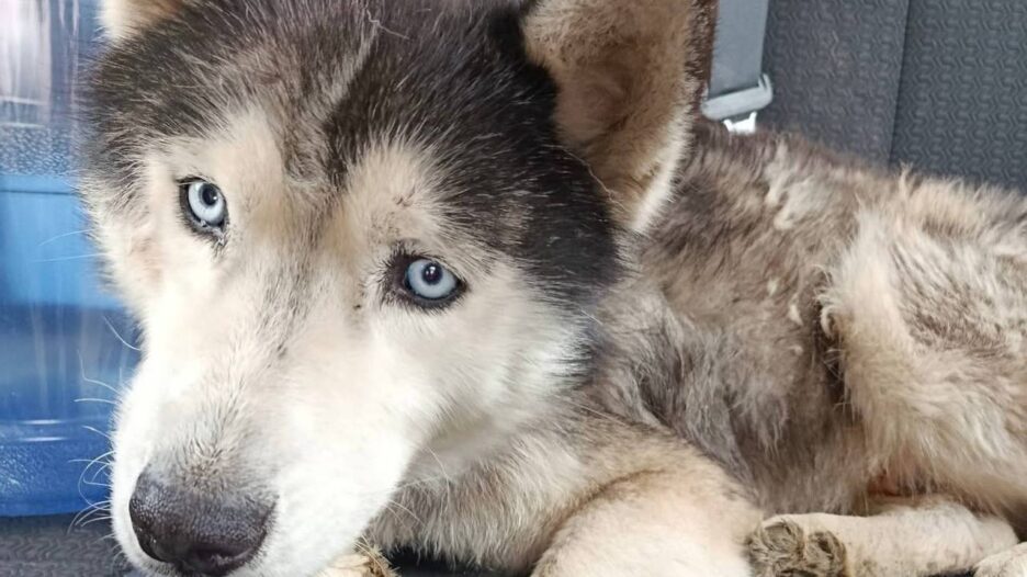 Таємниця блакитних очей: у Вільногірську собака-мандрівник шукає шлях додому фото 1