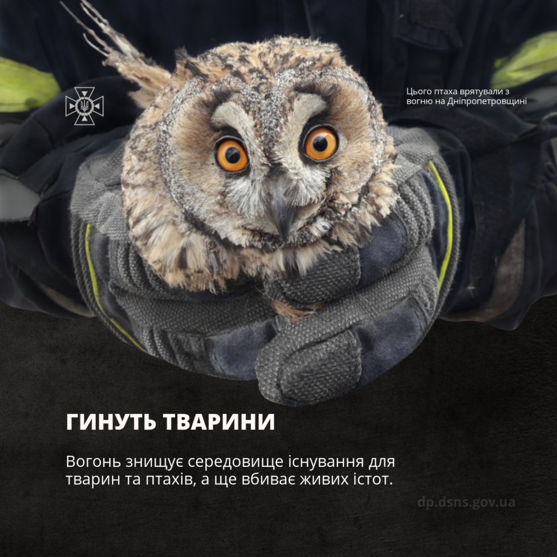 Штрафи до 21 тисячі та кримінальна відповідальність: чому не варто палити сухостій фото 7