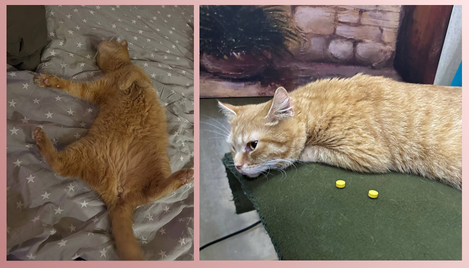 Чоловік проїхав пів країни, щоб забрати котів із вільногірського притулку фото 7