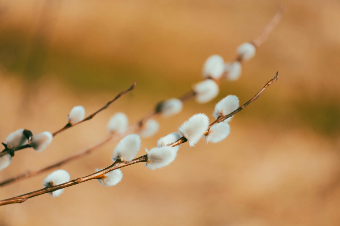 Вербна неділя 2026: дата та традиції святкування фото 2