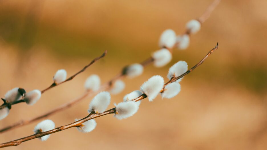 Вербна неділя 2026: дата та традиції святкування фото 1