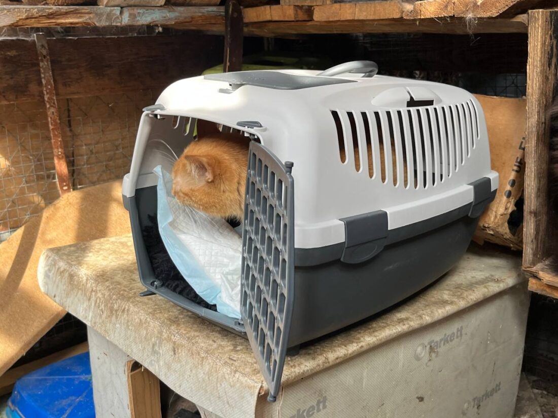 Чоловік проїхав пів країни, щоб забрати котів із вільногірського притулку фото 5