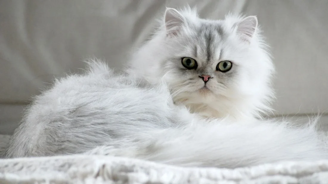 Кіт шиншила: особливості характеру та утримання фото 2