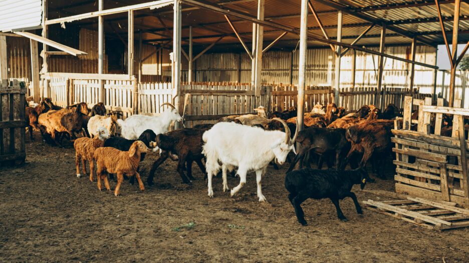 Гроші на ферму: підсумки вебінару про фінансування агропромислового комплексу  фото 1