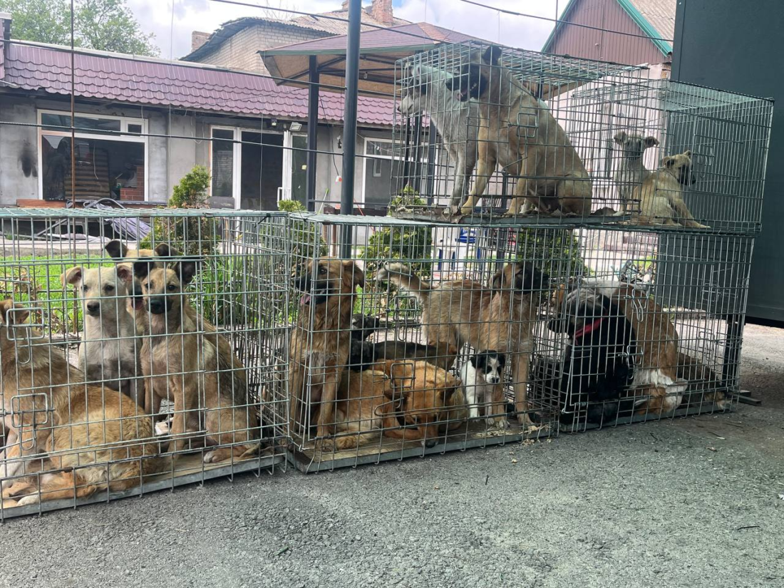 Не лише відлов, а й “зачистка” районів: у Вільногірську пройшла масштабна стерилізація безпритульних собак фото 2