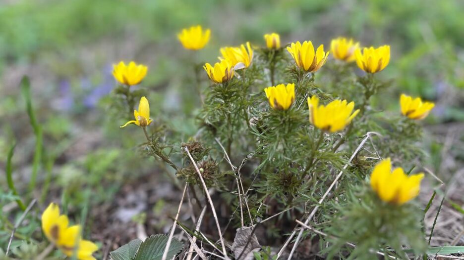 У Вільногірську оголосили конкурс на кращу клумбу до 70-річчя міста  фото 1