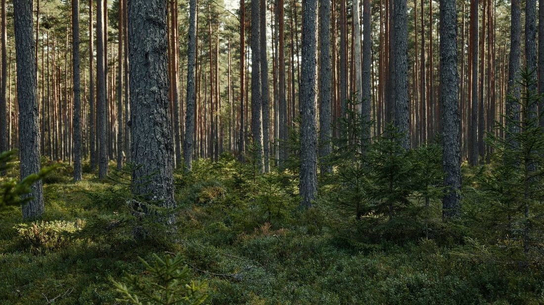 У Вільногірську хочуть передати понад 6 гектарів землі “Лісам України” фото 1